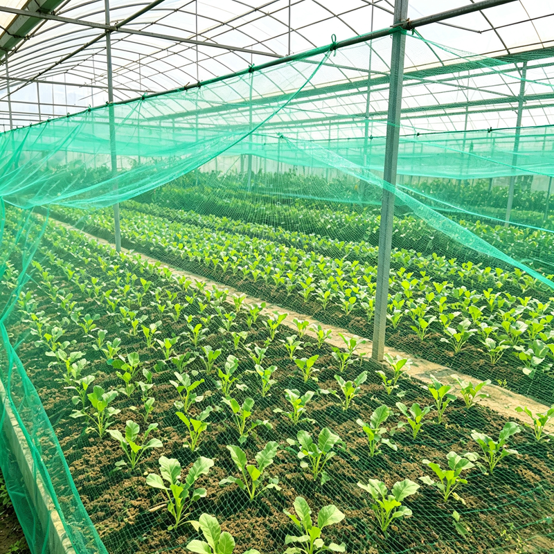 Customizable brand‑new polyethylene green fold‑able eco‑friendly bird‑proof net, suitable for protecting fruit trees and gardens in courtyards