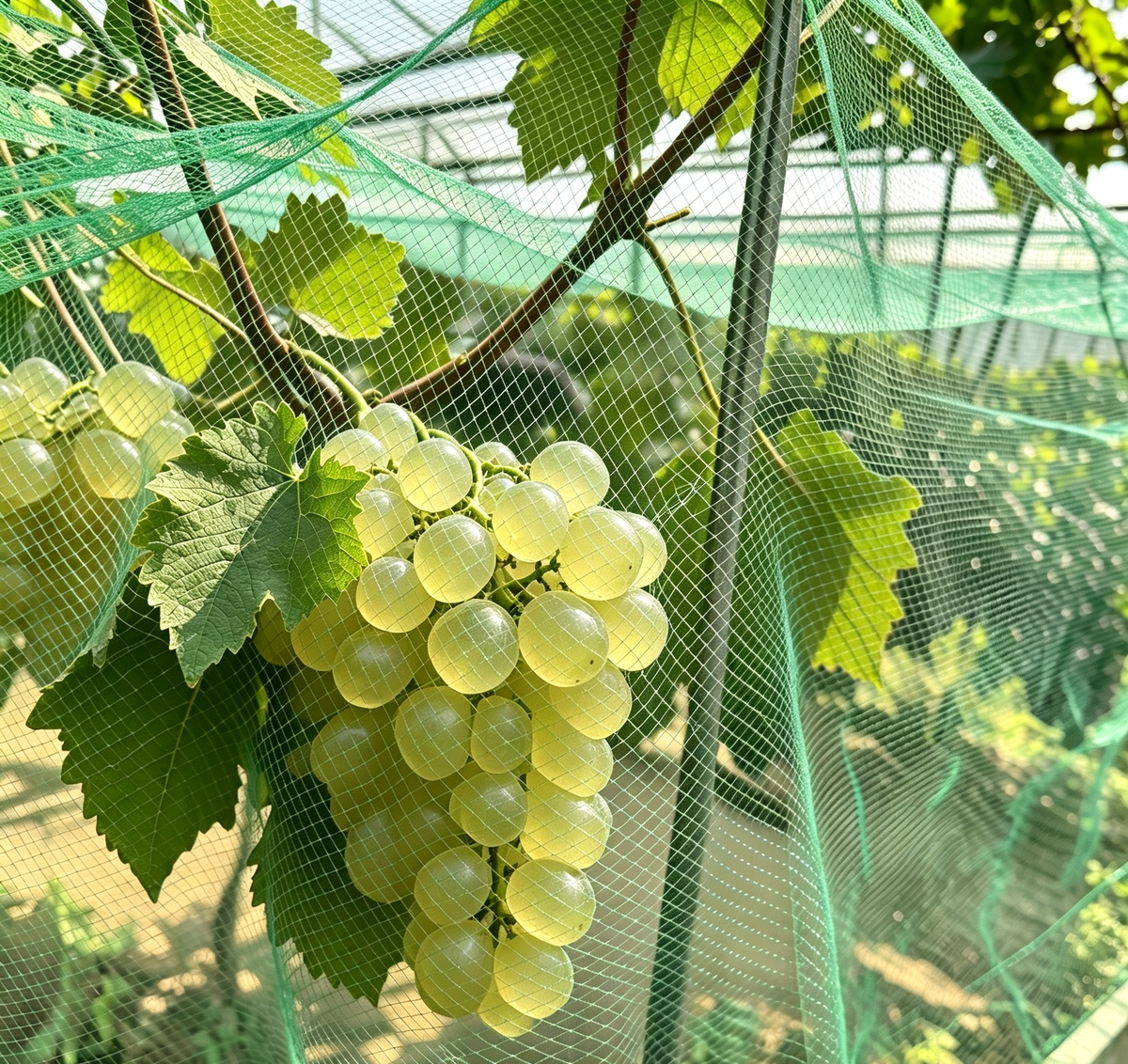 Customizable brand‑new polyethylene green fold‑able eco‑friendly bird‑proof net, suitable for protecting fruit trees and gardens in courtyards