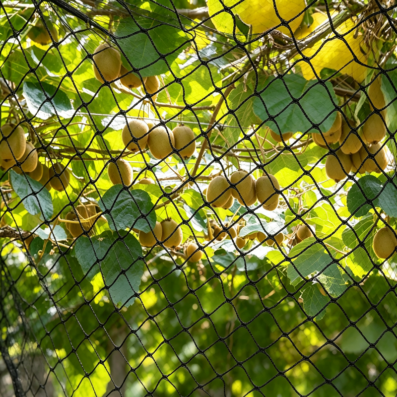 Black HDPE Bird Netting Large Diamond Mesh Anti‑Bird Net for Fruit Trees Orchard Poultry Pond Vegetable Garden Protection