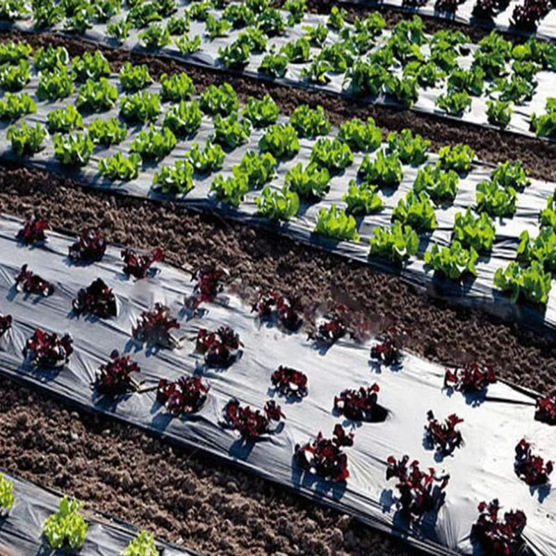 5Holes 0.02mm Black Garden Film Agricultural Plants Grow Film Protection Cover Greenhouse Perforated PE Mulch Film